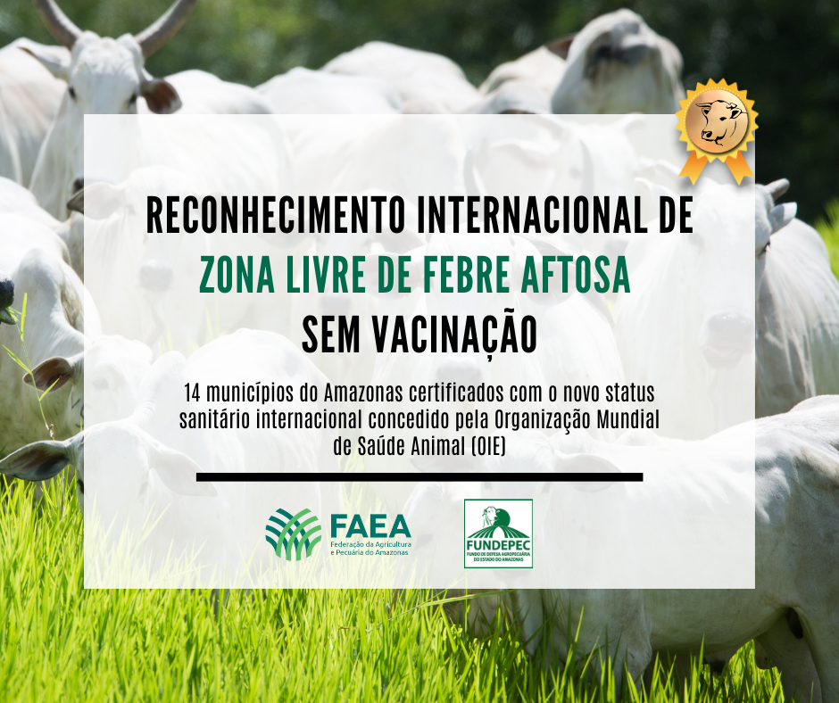 Conquista: 14 municípios do Amazonas recebem reconhecimento internacional de zona livre de aftosa sem vacinação 